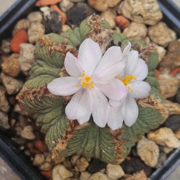 Aztekium ritteri f. Rotundum - GCG10005